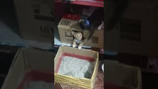 Funny Moments of Cute Cats 2 #shorts #cat #happy#catvideos #cats #trending #kalaivanisamayalarai