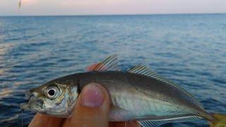 Как ловить саргана и ставриду на Черном море на поплавок.