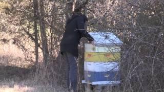 Bees and Beekeeping at the University of Tennessee