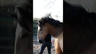 THIS is what a POWER horse looks like🫠