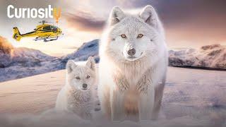 Return of the Pack: Wolves' Restoration on Isle Royale!