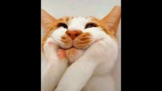  What do cats dream about?  Funny video with cats and kittens for a good mood! 