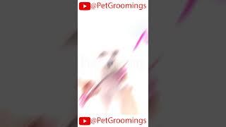 Best Haircut for CUTE Bichon | Adorable Dog Grooming #doggroominglife #dogbreeds #puppy #cutedog