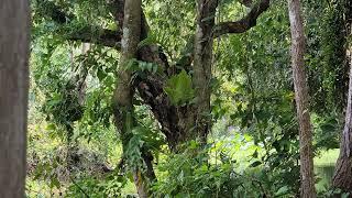 Natural in forest is near the pagoda