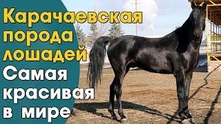 Карачаевские лошади, пожалуй самые красивые лошади в мире.Карачаевская порода лошадей,ООО Карплемхоз