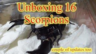 Scorpion || UNBOXING || #scorpion #scorpions #nature #animals