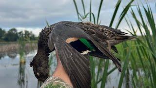 Public land teal Hunting!!!! (Iowa)