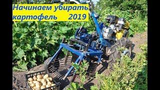 УБОРКА РАННЕГО КАРТОФЕЛЯ 2019 МОТОБЛОКОПОЕЗДОМ