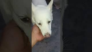 #dog #shortvideo #dogowner #doglove 