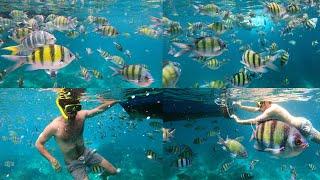 Snorkeling at Loh Samah Bay, Phi Phi islands, Thailand (2024) (4K) Ko Phi Phi Lee