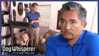 Can Cesar Tame Angry Dogs With Exercise? | Dog Whisperer With Cesar Millan