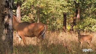 Your daily escape into nature ( Blue bull )