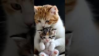 Cute kitten