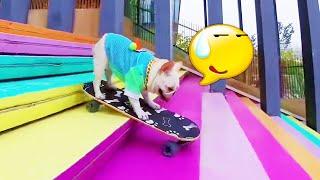 French bulldog challenges skateboarding down rainbow stairs | 法斗狗狗挑战滑板下彩虹楼梯