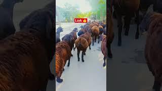 #kashtan #arashan #qoybozori_uz #edilbay #boqish #goat #animals #hisori #automobile #sheep