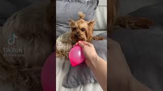 mikipiki TikTok #shorts #trend pet video YouTube shorts