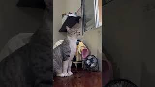 Cat Was Deep in Focus, Then Gets Startled When Owner Sniffs