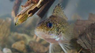 Ruffe (Gymnocephalus cernua) Underwater UK