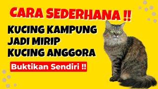 10 Cara Merawat Kucing Kampung Agar Bulunya Lebat dan Gemuk Seperti Kucing Anggora