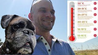 Hot Summer DOG WALKS With Gizzy green fingers
