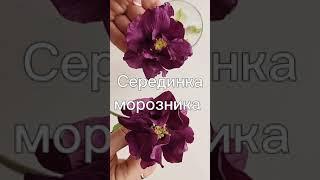 Морозник серединка анонс #shorts