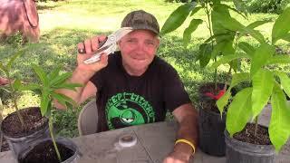 Grafting a Haden Mango Tree