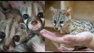 genet as pet 