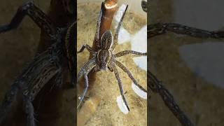 fishing spider or dolomedos stipulata to hunt/паук рыболов или же доломедос шистепятьнистый охотится