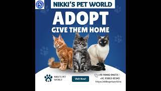 NIKKI'S PET WORLD- PET SHOP | PET GROOMING SPA | VET CARE | PET CLINIC  | PET KENNELS - HYDERABAD