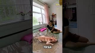Она забыла сказать ему, что это подделка    #short