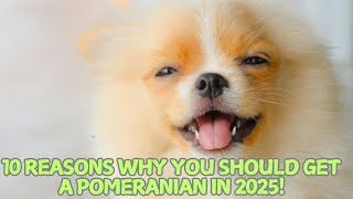 10 Reasons Why You Should Get a Pomeranian in 2025! 