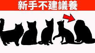 新手不建議養的5種貓，特別是最後一種，老司機也不能養！【初識貓咪EP4】