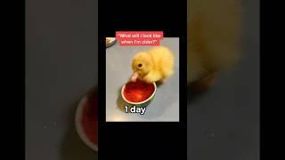 Duck Grows Up