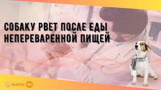 Собаку рвет после еды непереваренной пищей