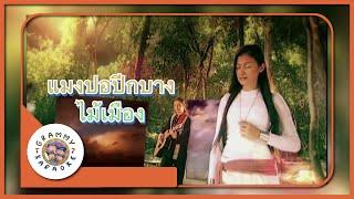 คาราโอเกะ แมงปอปีกบาง - ไม้เมือง