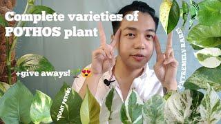 COMPLETE VARIETIES OF POTHOS | Giant Pothos