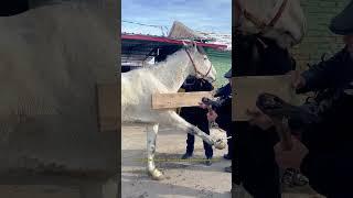 Watch as the vet works magic-Relocate the horse's dislocated joint #Veterinarian #Animals #Tools