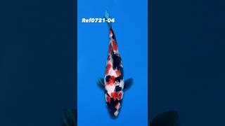 SOLD Variety: Showa Breeder: Sekiguchi Size: 27cm Ref0721-04 #koi #koifish #showa