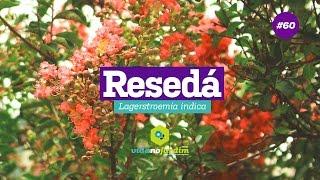 Resedá #60 - Dicas rápidas