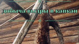 Добыча Выдры! Ловля выдры капканами. Капканный промысел.
