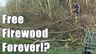 Making the most of a tiny woodland (by coppicing)