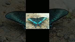 world's beautiful butterfly, #viral #viraovideo #beautiful #insects #viralshorts #beautifulbutterfly