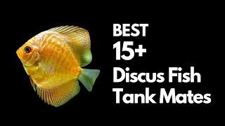 Discus Tank Mates: The Best & Worst Options