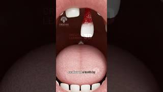 What Happens If You Swallow a Tooth  #short #viralvideo - Creativelearning3d