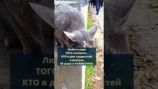 Любить надо ТОГО человека... #котики #психология #цитаты #цитатысосмыслом