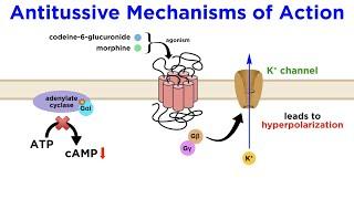 Antitussives: Halting the Coughing Reflex (Codeine, Dextromethorphan, Tessalon)