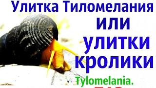 Улитка Тиломелания или улитка кролик.Tylomelania