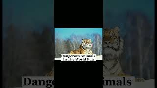 Dangerous Animals In The World #shorts