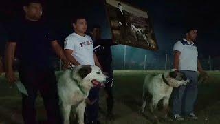 ночной Турнир Тест Испытаний под Ашхабадом Ге́к - Депе Central Asian Work Test Champions Dogs Alabai