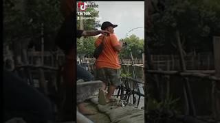 dapet babon melengkung tajam #shorts #short #video #viral #abi #mancing